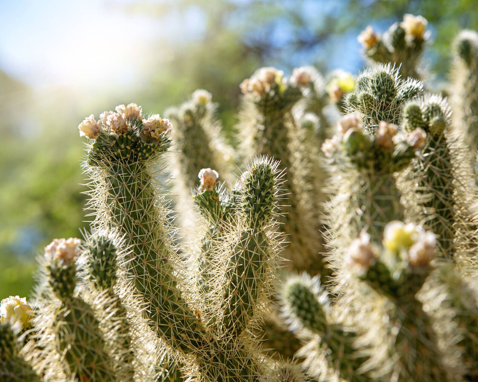 Native Plants