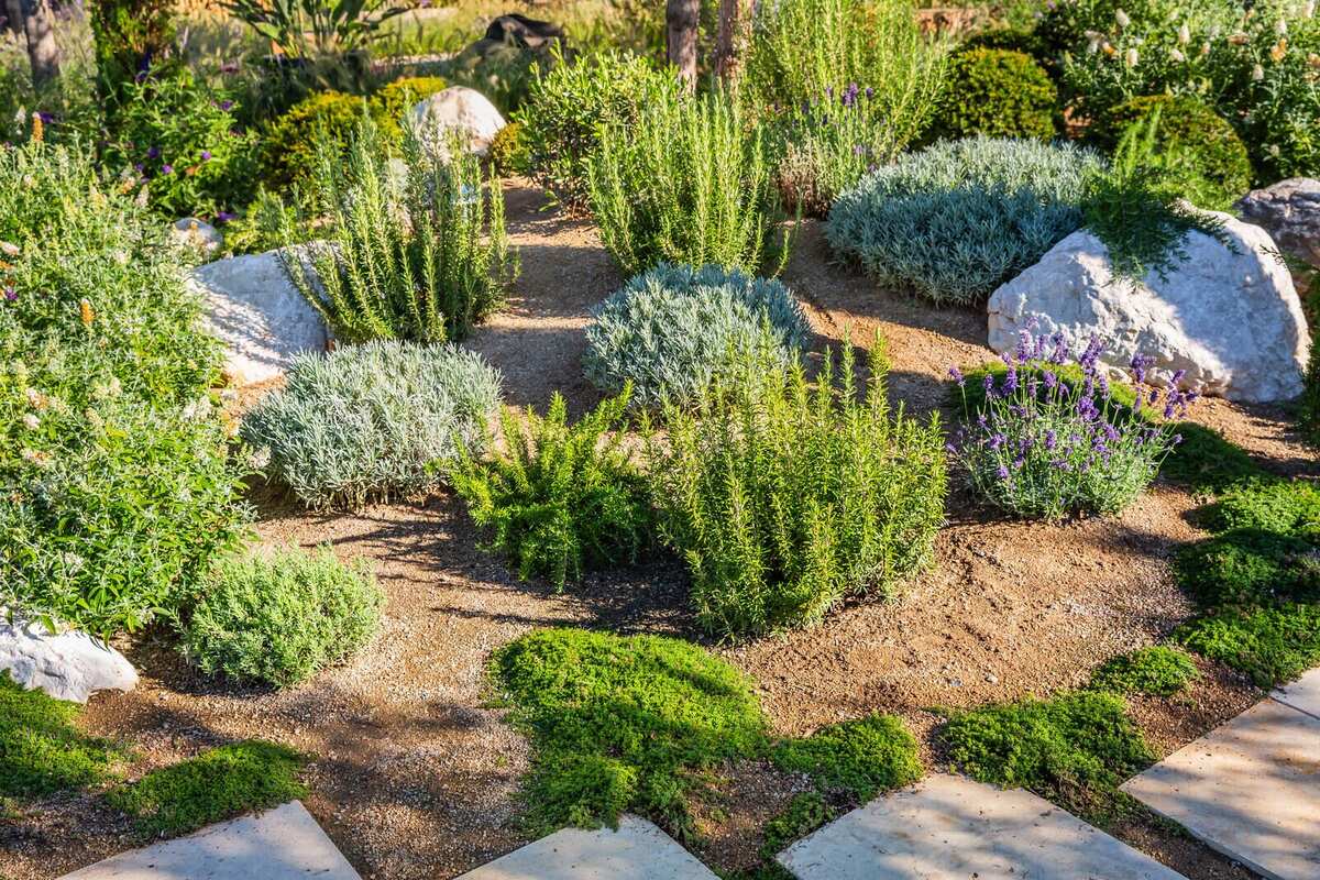 Native desert planting