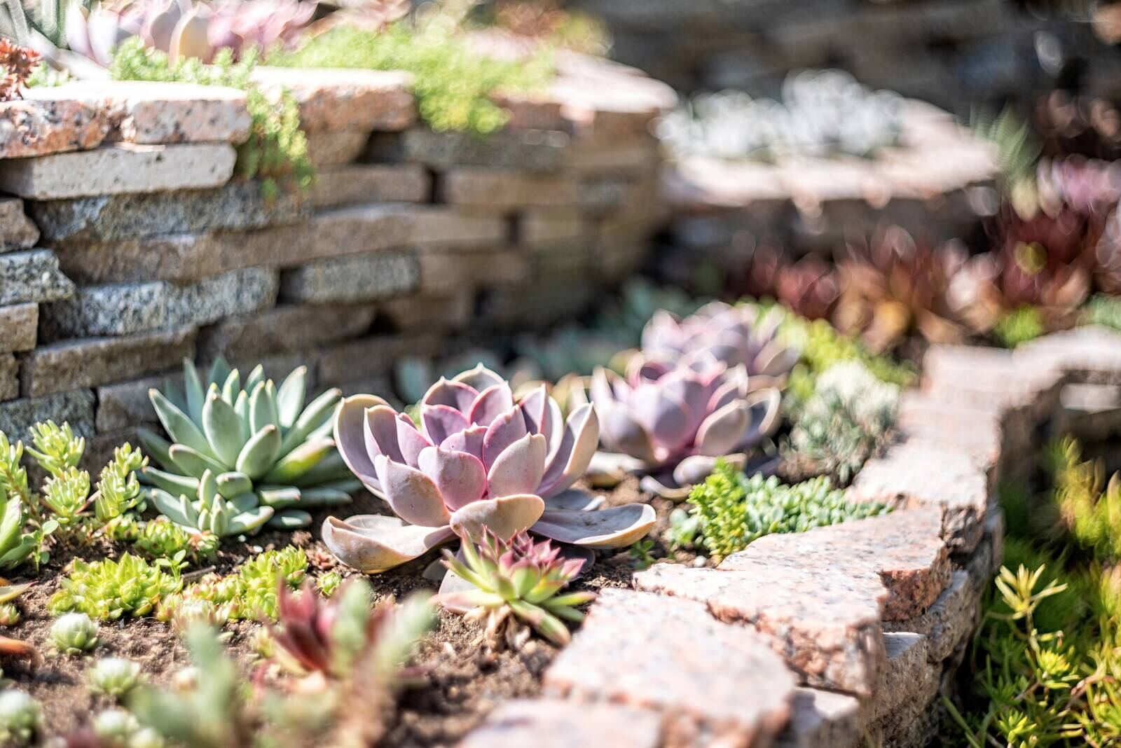 Full xeriscape transformation