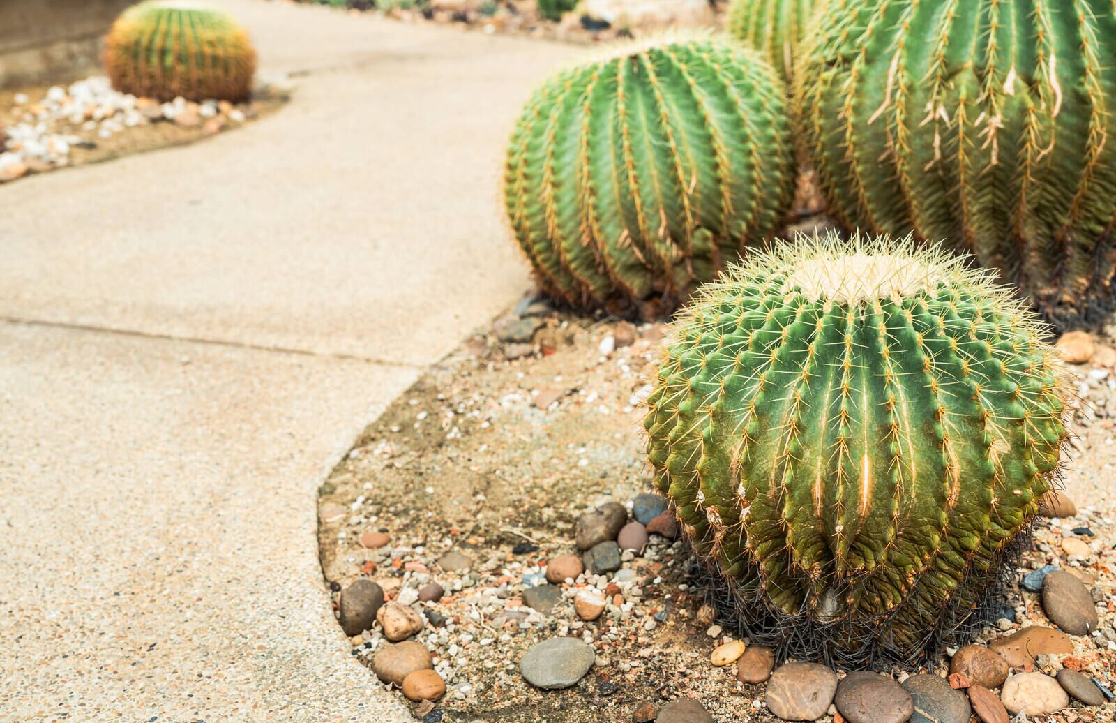 Desert landscape design